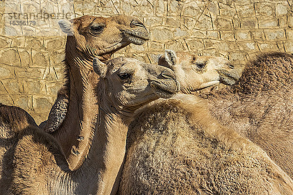 Nahaufnahme von Kamelen auf dem montäglichen Viehmarkt; Keren  Region Anseba  Eritrea