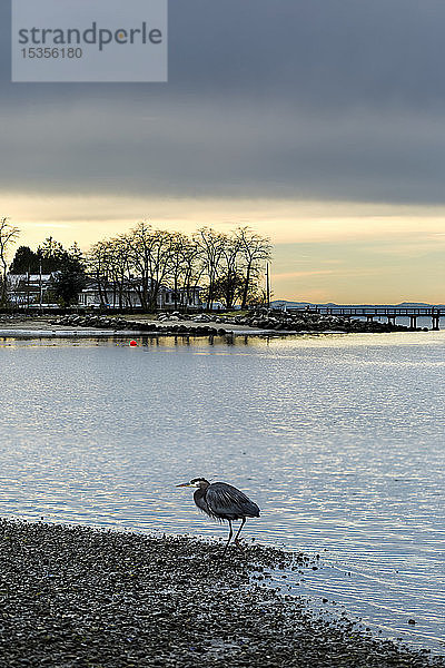 Blackie Spit  ein Vogelbeobachtungsplatz an der Küste bei Crescent Beach; Surrey  British Columbia  Kanada