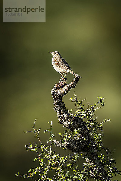 Klapprige Cistensängerin (Cisticola chiniana) hockt auf einem belaubten Baumstumpf  Serengeti; Tansania