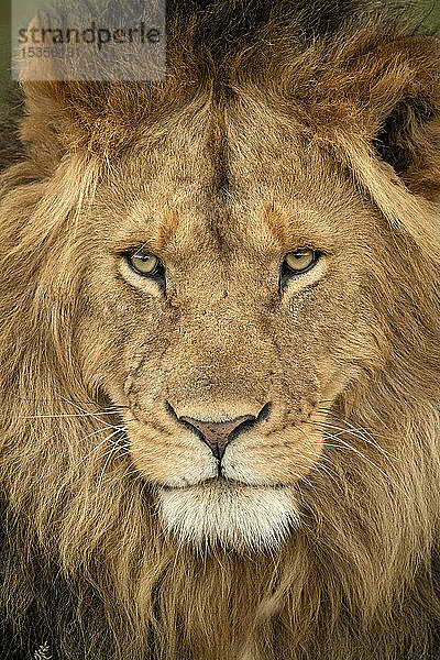 Nahaufnahme des Kopfes eines männlichen Löwen (Panthera leo)  der nach draußen starrt  Serengeti National Park; Tansania