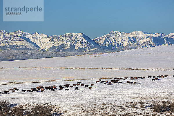 Eine Rinderherde  die über ein schneebedecktes  hügeliges Feld mit schneebedeckten Bergen und blauem Himmel im Hintergrund läuft  nördlich von Cochrane; Alberta  Kanada