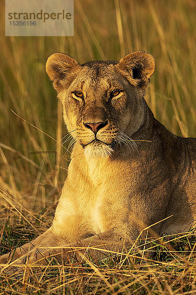 Nahaufnahme einer Löwin (Panthera leo) im Gras  die die Kamera beobachtet  Serengeti National Park; Tansania