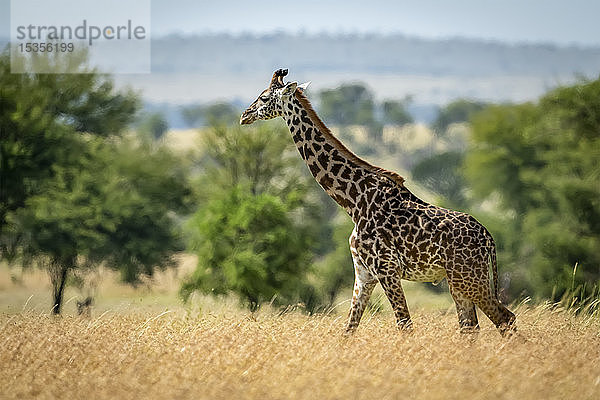 Massai-Giraffe (Giraffa camelopardalis tippelskirchii)  die durch Gras zwischen Bäumen läuft  Serengeti-Nationalpark; Tansania