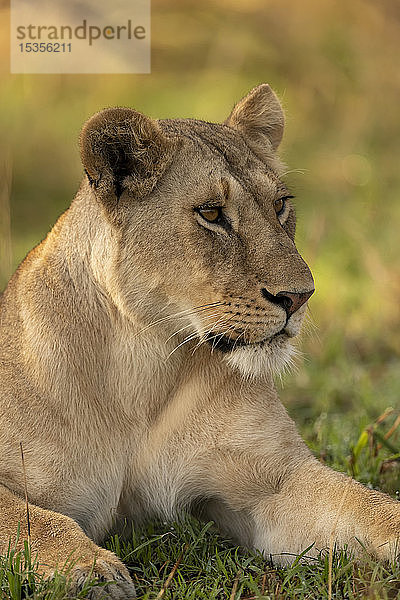 Nahaufnahme einer Löwin (Panthera leo)  die nach rechts ins Gras schaut  Serengeti National Park; Tansania