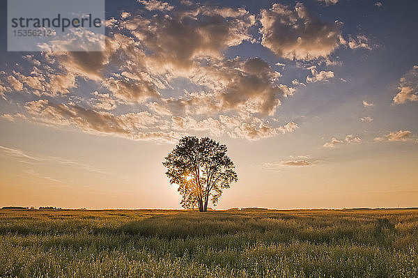Haferfeld mit Pappel bei Sonnenuntergang  in der Nähe von Dugald; Manitoba  Kanada