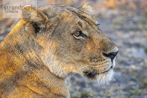 Nahaufnahme einer Löwin (Panthera Leo)  Katavi National Park; Tansania