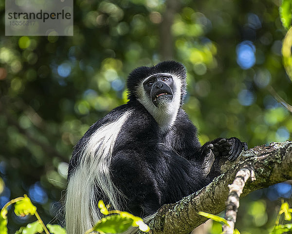 Schwarz-weißer Colobus-Affe (Colobus guereza) in einem Baum sitzend  Ngare Sero Mountain Lodge; Tansania