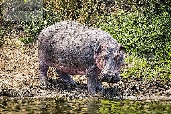 Flusspferd (Hippopotamus amphibius) dreht sich am Flussufer in Richtung Kamera  Serengeti; Tansania