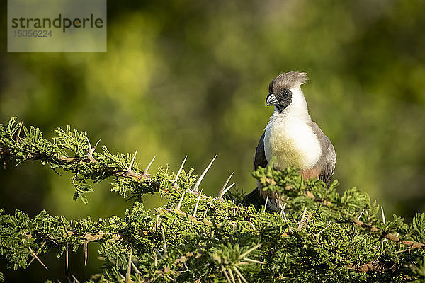 Nacktgesicht-Lärmvogel (Corythaixoides personatus) sitzt in einem dornigen Akazienbaum  Serengeti; Tansania