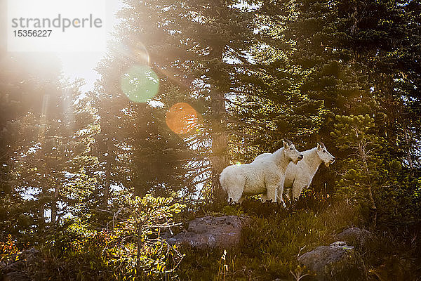 Bergziegen (Oreamnos americanus) im Gegenlicht der Sonne  High Divide Trail  Olympic National Park; Washington  Vereinigte Staaten von Amerika