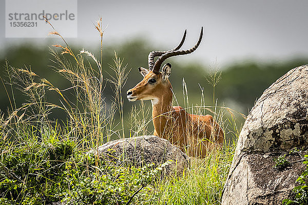 Männliches Impala (Aepyceros melampus) liegt zwischen Felsen und Gras  Serengeti; Tansania