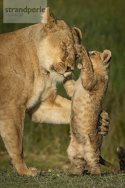 Nahaufnahme eines Löwenjungen (Panthera leo) auf den Hinterbeinen  der eine Löwin betatscht  Serengeti-Nationalpark; Tansania