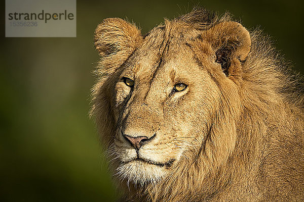 Nahaufnahme von Kopf und Schultern eines männlichen Löwen (Panthera leo)  Serengeti; Tansania