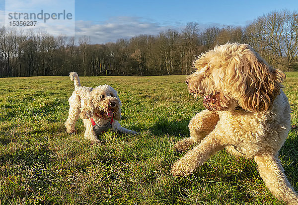 Zwei Hunde spielen auf dem Rasen; Newcastle  Tyne and Wear  England
