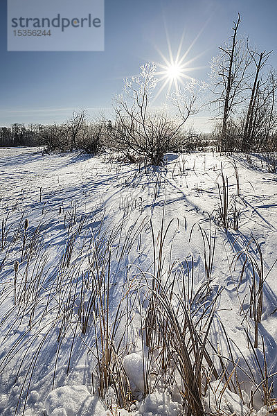 Die Sonne leuchtet hell am blauen Himmel über einem schneebedeckten Feld in der Nähe von Winnipeg; Manitoba  Kanada