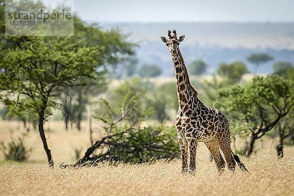 Masai-Giraffe (Giraffa camelopardalis tippelskirchii) steht im Gras zwischen Bäumen  Serengeti-Nationalpark; Tansania