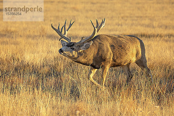 Maultierhirsch (Odocoileus hemionus) in einem Grasfeld; Denver  Colorado  Vereinigte Staaten von Amerika