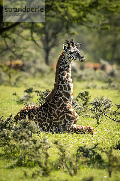 Masai-Giraffe (Giraffa camelopardalis tippelskirchii) kniend im Gras zwischen Büschen  Serengeti-Nationalpark; Tansania