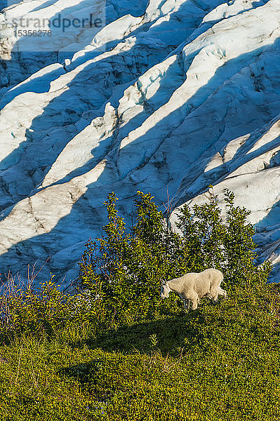 Eine Bergziege (Oreamnos americanus)  die auf der Tundra spazieren geht  mit dem Exit Glacier im Hintergrund im Kenai Fjords National Park an einem sonnigen Sommernachmittag in Süd-Zentral-Alaska; Alaska  Vereinigte Staaten von Amerika