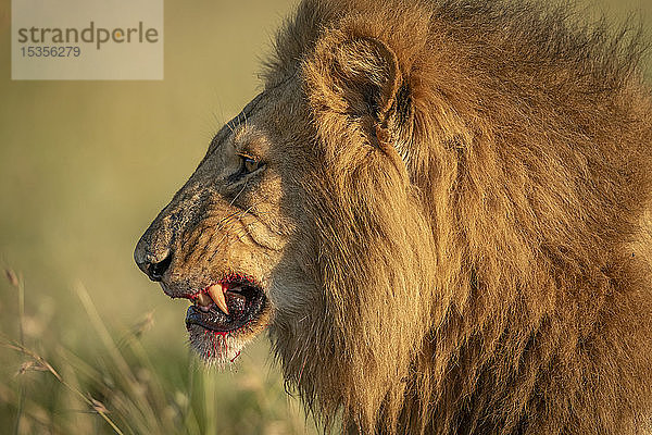 Nahaufnahme eines männlichen Löwen (Panthera leo) mit blutigen Zähnen  Serengeti National Park; Tansania