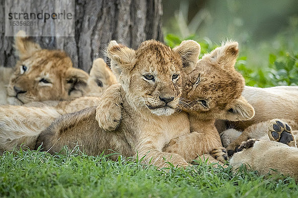 Löwenjunges (Panthera leo) beißt unter einem Baum liegendes Geschwisterchen  Serengeti-Nationalpark; Tansania