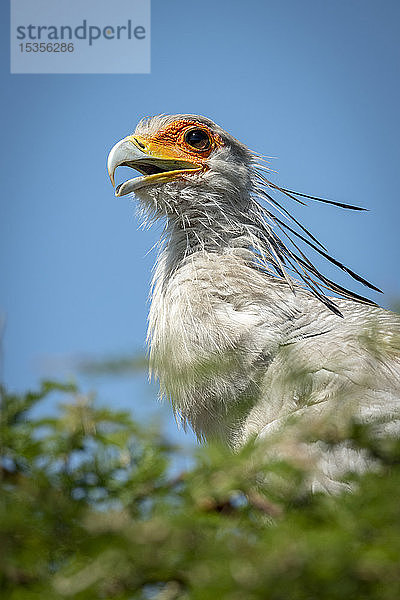 Nahaufnahme eines Sekretärvogels (Sagittarius serpentarius) mit geöffnetem Maul  Serengeti-Nationalpark; Tansania