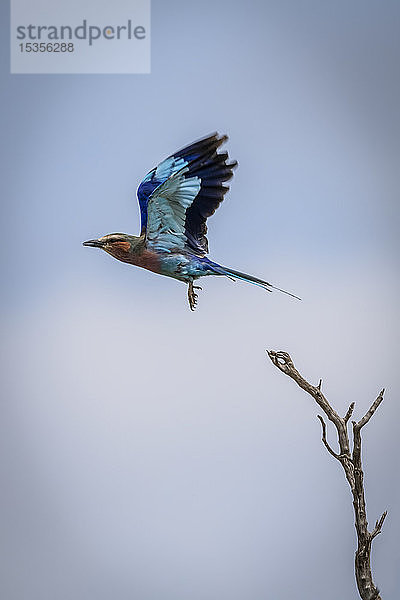 Lila-Brustwalze (Coracias caudatus) fliegt von einem toten Ast weg  Serengeti-Nationalpark; Tansania