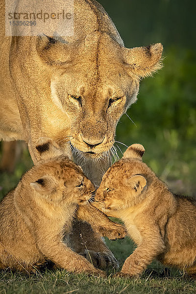 Nahaufnahme von Löwenjungen (Panthera leo)  die in der Nähe ihrer Mutter spielen  Serengeti National Park; Tansania