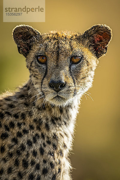 Nahaufnahme eines weiblichen Geparden (Acinonyx jubatus)  der den Kopf dreht  Serengeti  Tansania