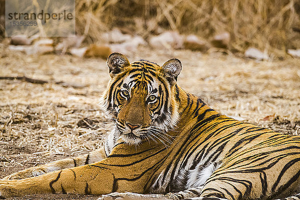 Bengalischer Tiger (Panthera tigris tigris)  Ranthambore National Park; Rajasthan  Indien