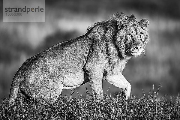 Einfarbiger männlicher Löwe (Panthera leo) beim Aufstehen im Gras  Serengeti; Tansania