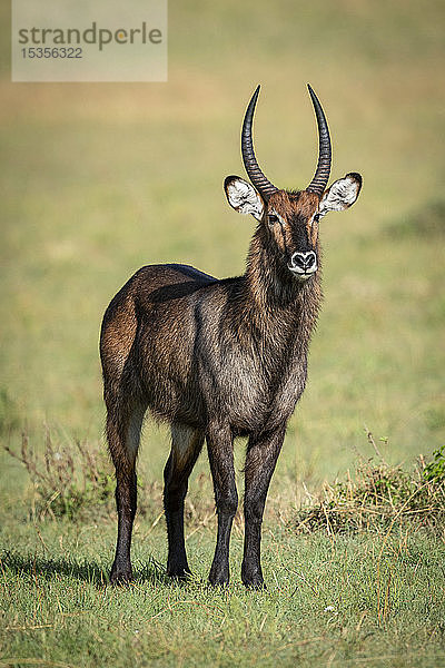 Männlicher Wasserbock (Kobus ellipsiprymnus) steht im Gras und beobachtet die Kamera  Serengeti National Park; Tansania