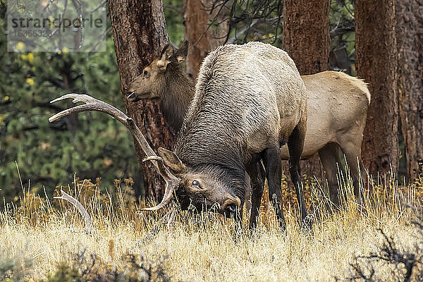 Elchbulle (Cervus canadensis) mit Kuh; Denver  Colorado  Vereinigte Staaten von Amerika