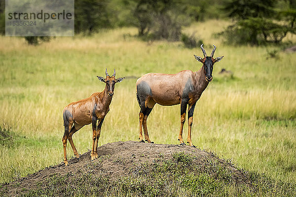 Topi (Damaliscus lunatus jimela) und Kalb stehen auf einem Erdhügel  Serengeti; Tansania