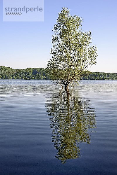 Weide (Salix)  Baum spiegelt sich im See  Möhnesee  Möhnetalsperre  Nordrhein-Westfalen  Deutschland  Europa