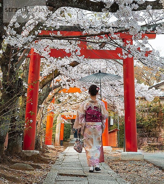 Japanerin mit Kimono unter blühenden Kirschbäumen  Torii-Tor am Takenaka-Inari-Jinja-Schrein  Kyoto  Japan  Asien