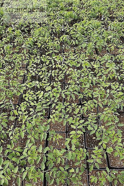 Sorte Mount Spring und Sorte Supremo  Tomatenpflanzen (Lycopersicon esculentum) in Containern im Gewächshaus  Quebec  Kanada  Nordamerika
