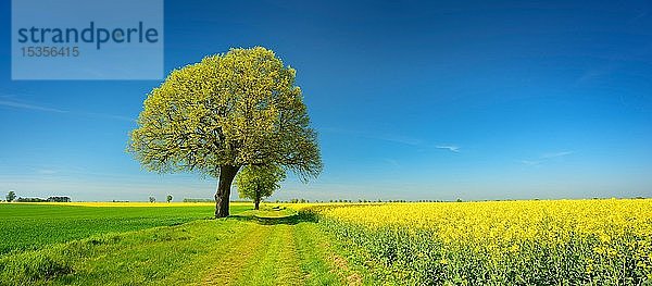Kulturlandschaft im Frühling  alte Linden an einem Feldweg zwischen einem Getreidefeld und einem blühenden Rapsfeld  blauer Himmel  Burgenlandkreis  Sachsen-Anhalt  Deutschland  Europa