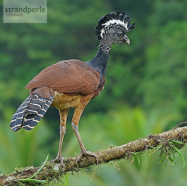 Hokkaido (Crax rubra)  Weibchen auf einem Ast stehend  Costa Rica  Mittelamerika