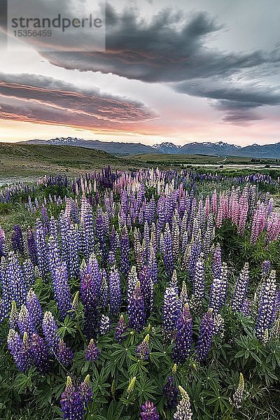 Bunte Großblättrige Lupinen (Lupinus polyphyllus) am Ufer des Lake Tekapo in dramatischer Lichtstimmung  Sonnenuntergang  Canterbury  Südinsel  Neuseeland  Ozeanien