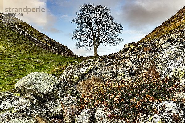 Kahler Baum in Herbstlandschaft  Greenhead  Northumberland  Großbritannien