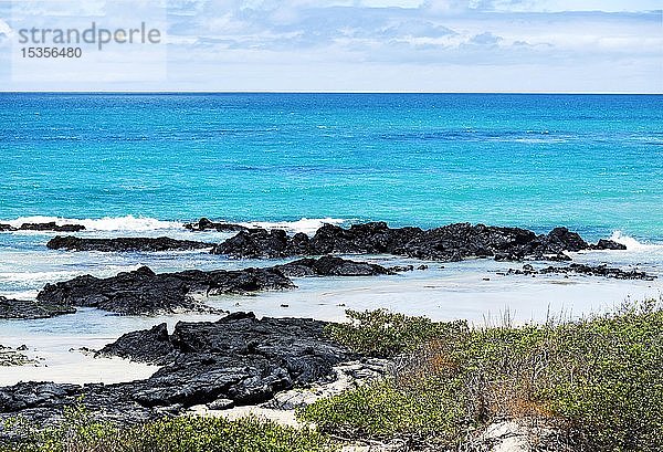 Lavafelsen an der Küste  Insel Isabela  Galapagos-Inseln  Ecuador  Südamerika