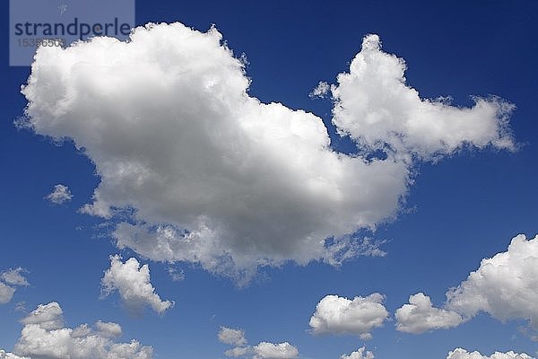 Haufenwolken  Frühlingswolken  Kumuluswolken am blauen Himmel  Schleswig-Holstein  Deutschland  Europa