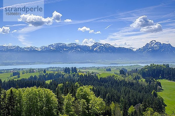 Blick vom Buch am Zwieselberg  über den Forggensee zu den Alpen  bei Roßhaupten  Ostallgäu  Allgäu  Schwaben  Deutschland  Europa