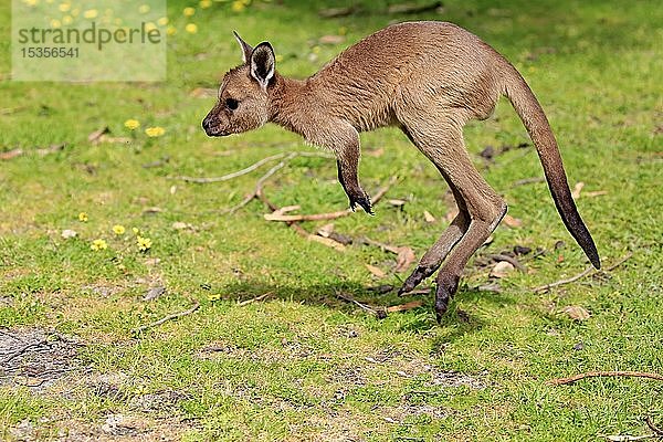 Westliches Graues Känguru (Macropus fuliginosus fuliginosus)  springendes Jungtier  Mount Lofty  Südaustralien  Australien  Ozeanien