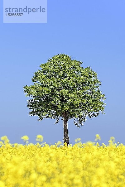 Linden (Tilia)  Einzelbaum hinter einem blühenden Rapsfeld (Brassica napus) unter blauem Himmel  Nordrhein-Westfalen  Deutschland  Europa