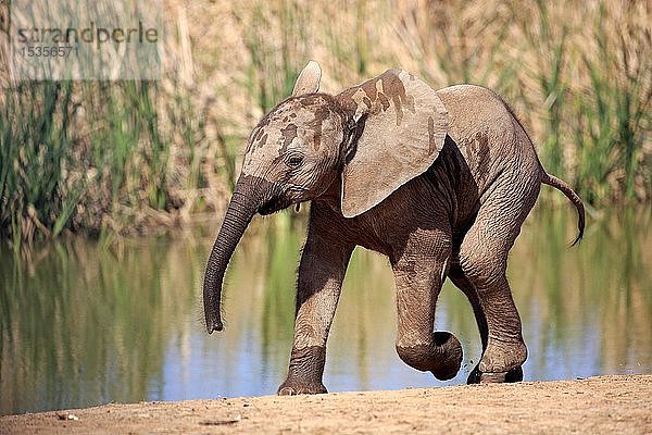 Afrikanischer Elefant (Loxodonta africana)  Jungtier am Wasser  laufend  Addo Elephant National Park  Ostkap  Südafrika  Afrika