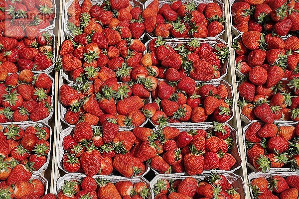 Erntefrische Erdbeeren zum Verkauf in Portionen in Schalen  Baden-Württemberg  Deutschland  Europa