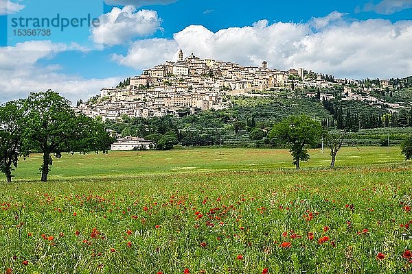 Mohnwiese vor einem Hügel mit Blick auf die Stadt  Trevi  Provinz Perugia  Umbrien  Italien  Europa