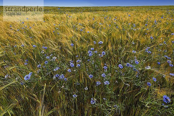 Kornblumen (Centaurea cyanus) im Weizenfeld  Baden-Württemberg  Deutschland  Europa